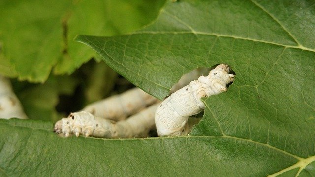 농산물동결건조,농산물열풍건조
