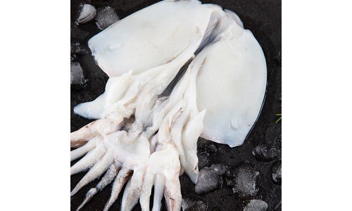 갑오징어 알찬정보 내돈내산 구매포인트