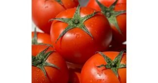 토마토 미리 주문 필수! 최강 1타3피 추천!추천!