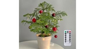 아라우카리아 짱짱짱!! 보물같은 상품 베스트8