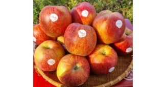 엔비사과 대신 선택해 드립니다! 뿜뿜뿜 상품 한방에 비교하기