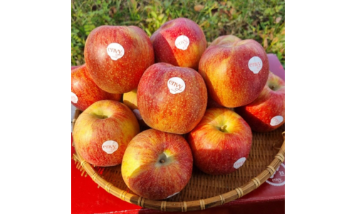 엔비사과 대신 선택해 드립니다! 뿜뿜뿜 상품 한방에 비교하기