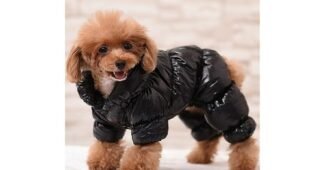 mpl강아지올인원패딩 나만 알고 싶은 인플러언서들이 먼저 찾는 상품 찾기