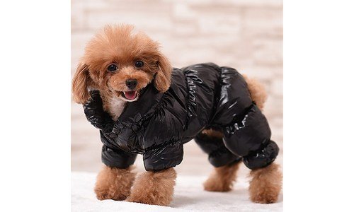 mpl강아지올인원패딩 나만 알고 싶은 인플러언서들이 먼저 찾는 상품 찾기