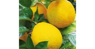 생유자 알찬정보 뿜뿜뿜 상품 한눈에 보기