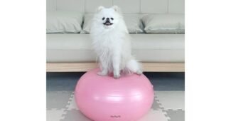 강아지짐볼 지금이 최고의 타이밍! 뿜뿜뿜 상품 강추!강추!