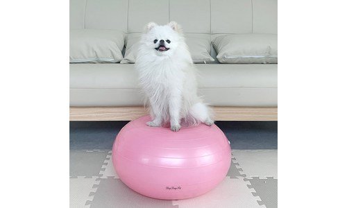 강아지짐볼 지금이 최고의 타이밍! 뿜뿜뿜 상품 강추!강추!
