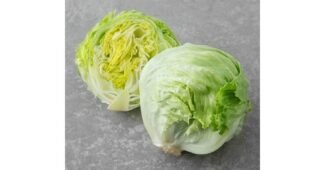 양상추 최고의 뿜뿜뿜 상품 구매가이드