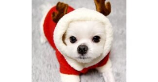 강아지산타옷 꼭!! 확인하세요!! 이번주 추천상품 스마트한 선택