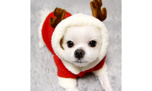 강아지크리스마스옷 나만 보고 싶은 필수보유득템 비교분석 베스트