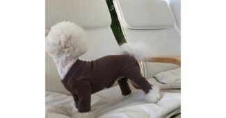 강아지기모올인원 최고의 내돈내산 베스트