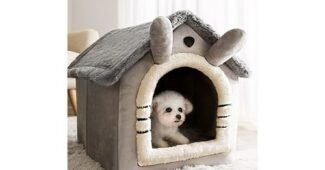 강아지집 알찬정보 뿜뿜뿜 상품 BEST8