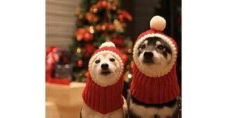 강아지크리스마스모자 완판전 미리 주문 필수! 보물같은 상품 BEST8