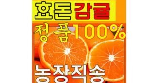 효돈감귤 강력추천 뿜뿜뿜 상품 리뷰셀링포인트