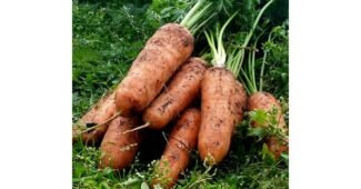 구좌당근 홈쇼핑MD가 추천하는 사용자추천 상품 한눈에 보기