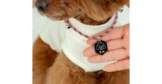 강아지인식표 홈쇼핑 품절대란! 순위 강추!강추!