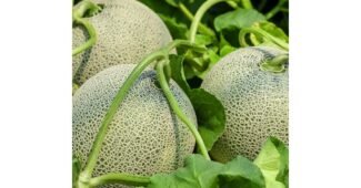 멜론 망설일수록 나만 손해인 이번주 추천상품 적극추천