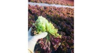 상추 어머! 이건 사야해! 순위 한 눈에 보기