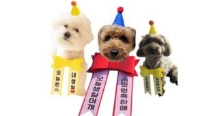 강아지화환 연예인들이 먼저 찾는 순위 고르는법