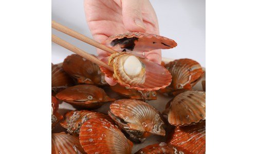 가리비 가성비 최저가금액 상품 비교분석 베스트