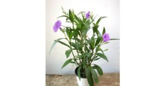 12월꽃 대신 선택해 드립니다! 내 시간을 아껴주는 상품 한 눈에 보기