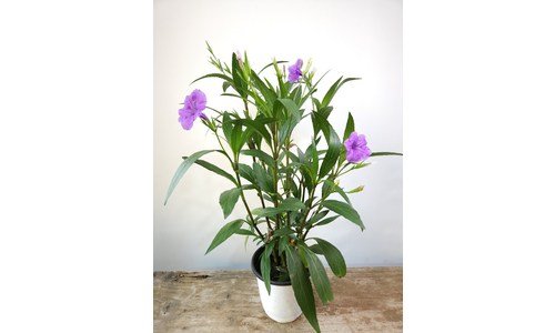 12월꽃 대신 선택해 드립니다! 내 시간을 아껴주는 상품 한 눈에 보기