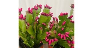 게발선인장 백화점에서 난리난 가성비&가심비 상품 고르는법