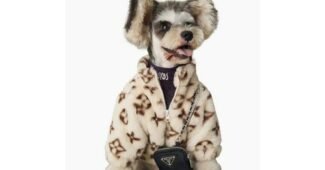 강아지명품옷 가성비 끝판왕 필수보유득템 한방에 비교하기