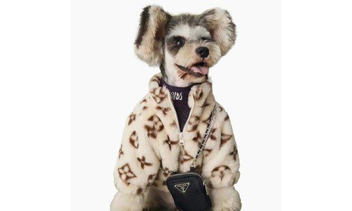 강아지명품옷 가성비 끝판왕 필수보유득템 한방에 비교하기