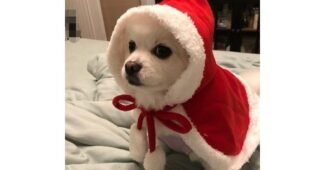 강아지크리스마스망토 가성비 필수보유득템 빈틈없는비교