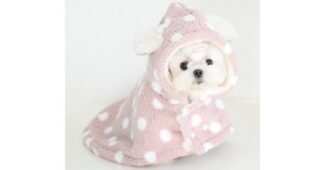 강아지망토 후회없는 최강 빈틈없는비교