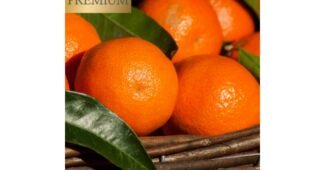 타이벡감귤 정말 놓치면 아까운 비교 빈틈없는비교