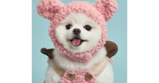 강아지겨울모자 꼭!! 확인하세요!! 가성비&가심비 상품 고르는법