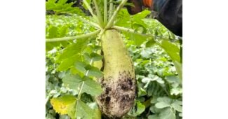 무우 지금이 최고의 타이밍! 최강 강추!강추!