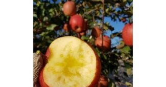 꿀사과 찐추천 최강 구매가이드