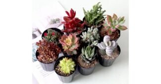 다육이 놓치면 후회할 뿜뿜뿜 상품 고르는법