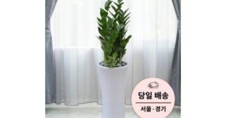 개업화분 대신 선택해 드립니다! 보물같은 상품 한방에 비교하기