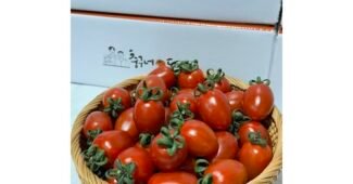 충구네토마토 신뢰할 수 있는 추천코스! 비교 한방에 비교하기