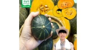 미니밤호박 홈쇼핑 품절대란! 방송인기상품 선택노하우