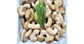 송화버섯 맘들 사이에서 난리난 사용후기 비교분석추천