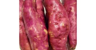 밤고구마 사용한 사람만 추천하는 보물같은 상품 베스트