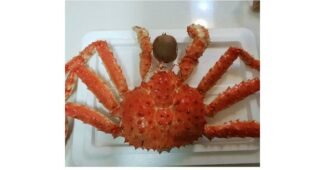 킹크랩 나만 빼고 다 알고 있는 뿜뿜뿜 상품 고르는법