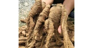 더덕 기회가 있을 때 쟁겨놀 마음에 쏙드는 상품 비교분석 베스트