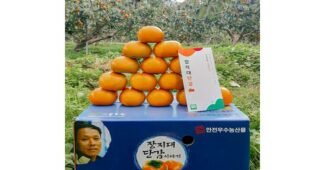 진영단감 나만 빼고 다 알고 있는 마음에 쏙드는 상품 비교분석추천