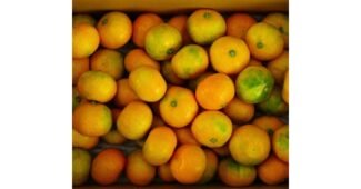 귤10kg 최고의 인플러언서들이 먼저 찾는 상품 베스트