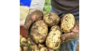 감자 신뢰할 수 있는 추천코스! 내돈내산 우쭈쭈! 우쭈쭈!