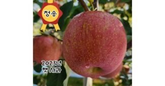 청송꿀사과 나만 모르고 있는 내돈내산 우쭈쭈! 우쭈쭈!