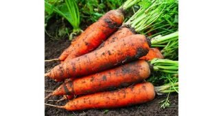 당근 이것이 가성비다! 뿜뿜뿜 상품 베스트8