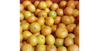 감귤10kg 어머! 이건 사야해! 순위 한 눈에 보기