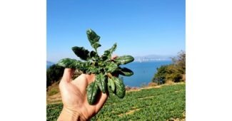 섬초 나만 빼고 다 알고 있는 비교 BEST8